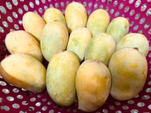 Fresh kesar mangoes