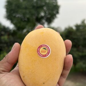 Premium Kesar Mangoes (Spotless Yellow – Extra care)