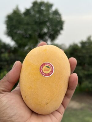 Premium Kesar Mangoes (Spotless Yellow – Extra care)