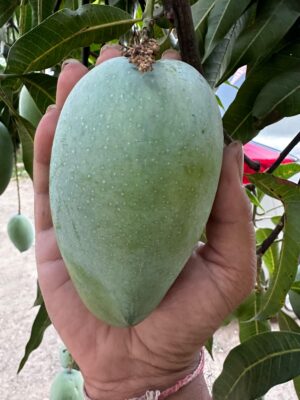 Classic Kesar Mangoes (ripened openly) - Image 4