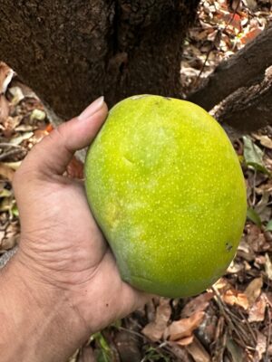 Langdo Mangoes - Image 3