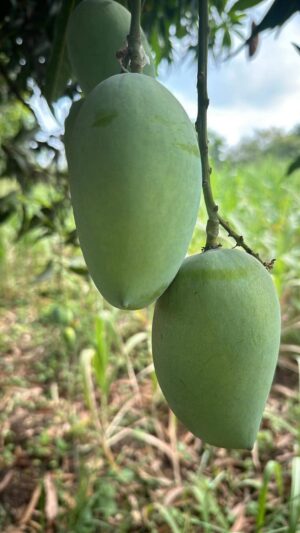 Classic Kesar Mangoes (ripened openly) - Image 6