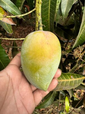 Delight Kesar Mangoes – Medium Size - Image 5