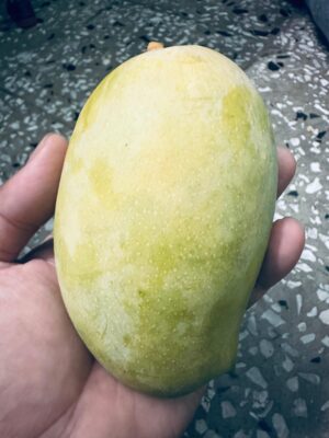 Classic Kesar Mangoes (ripened openly) - Image 7