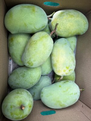Classic Kesar Mangoes (ripened openly) - Image 3
