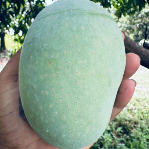 Langdo Mangoes