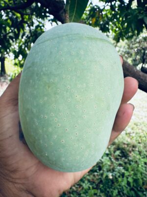 Langdo Mangoes