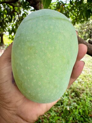 Langdo Mangoes - Image 2
