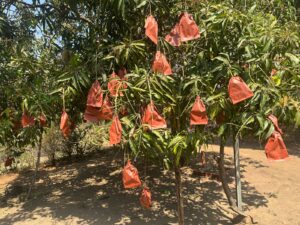 Premium Kesar Mangoes (Spotless Yellow – Extra care) - Image 2
