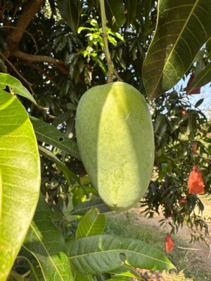 Delight Kesar Mangoes – Medium Size - Image 4