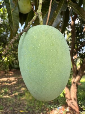 Delight Kesar Mangoes – Medium Size - Image 3