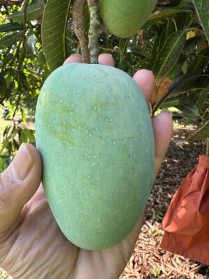 Delight Kesar Mangoes – Medium Size